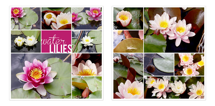 Water lilies