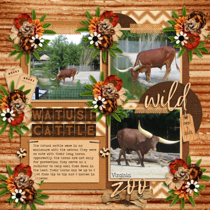 Watusi Cattle