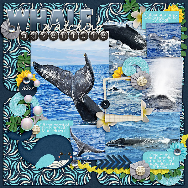 Whale watching adventure