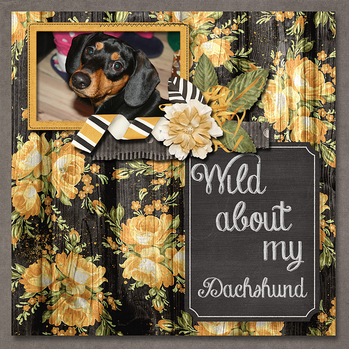 Wild about my Dachshund