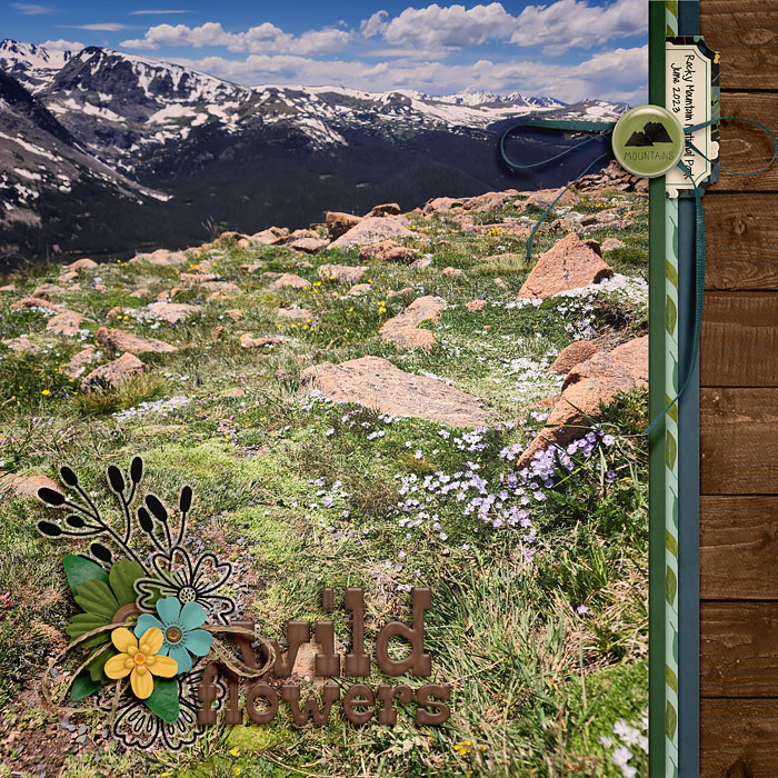 Wild Flowers
