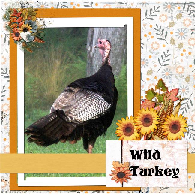 Wild Turkey