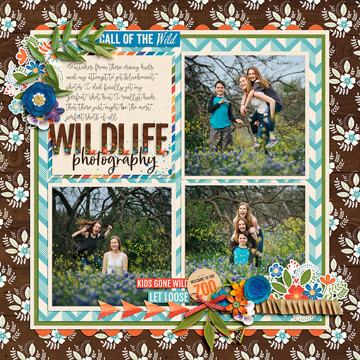 Wildlife Photgraphy
