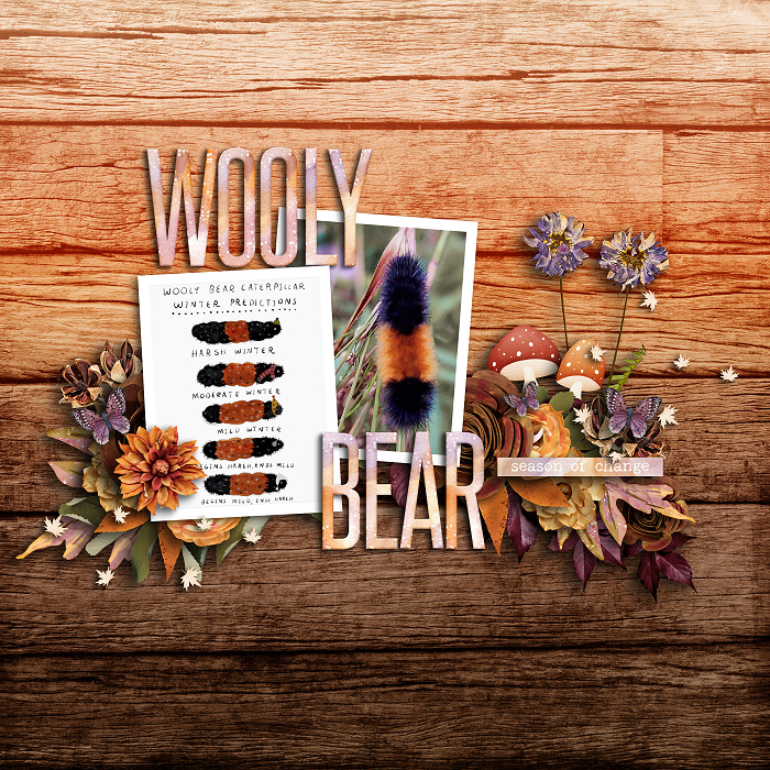 Wooly Bear