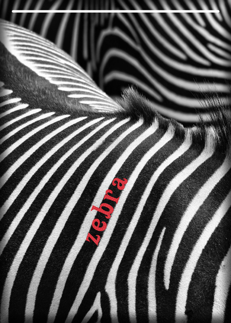 Zebra